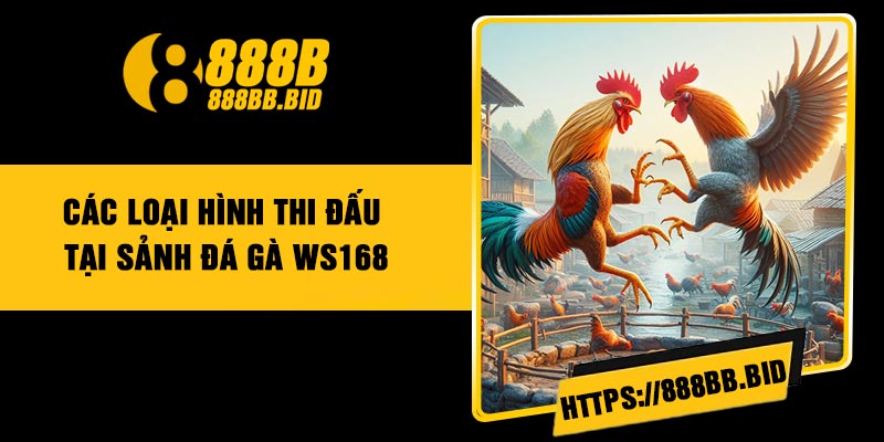 Các loại hình thi đấu tại sảnh đá gà WS168