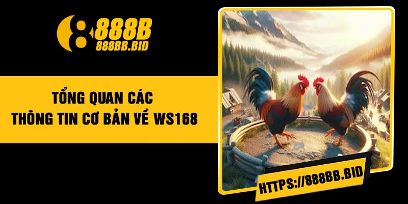 Tổng quan các thông tin cơ bản về WS168